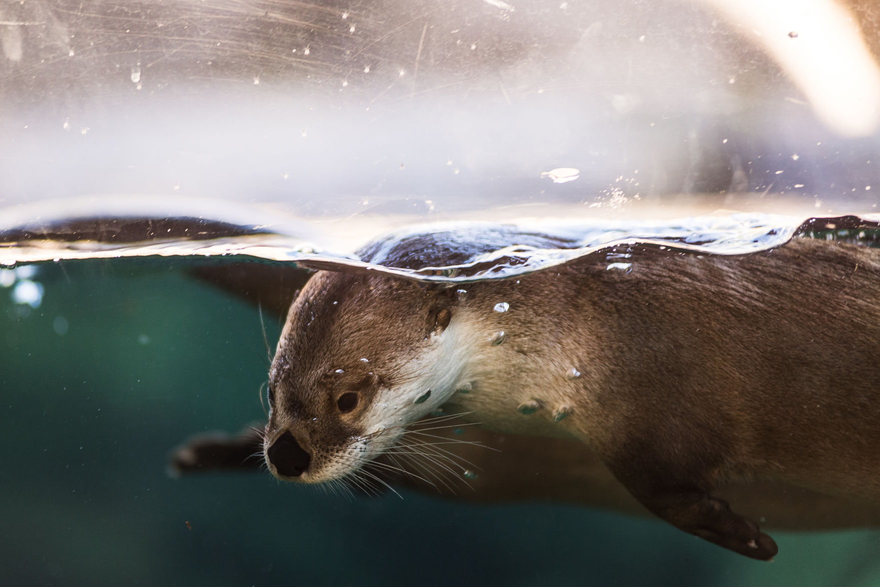 Otter at Riverbanks